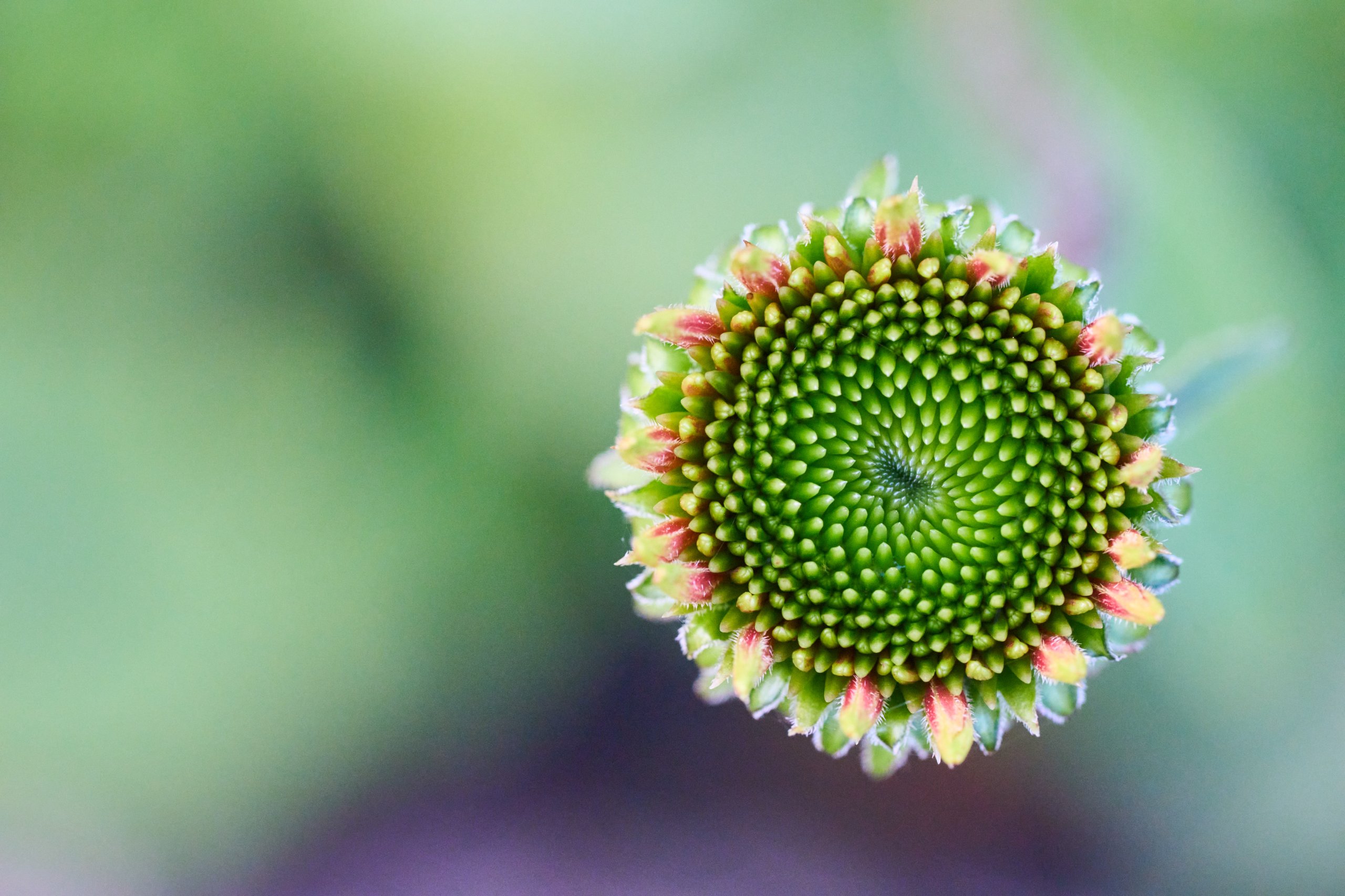 2025 11 02 Gruga 0055